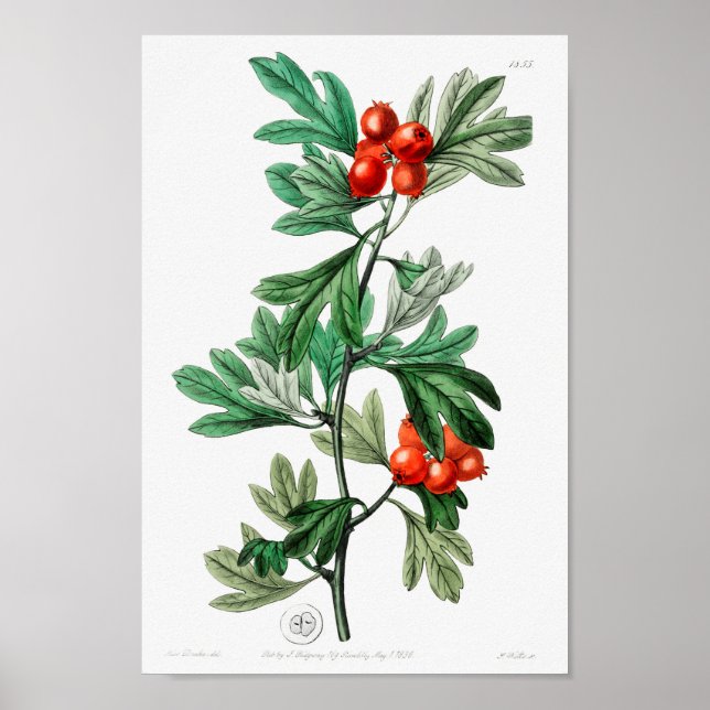 Vintage Flower Illustration Poster (Front)