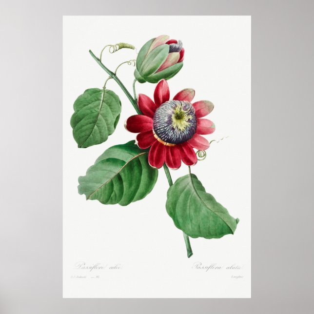 Vintage Flower Illustration Poster (Front)