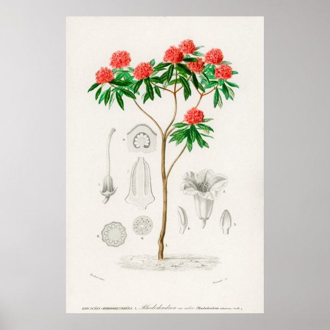 Vintage Flower Illustration Poster (Front)