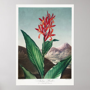 Vintage Flower Illustration Poster