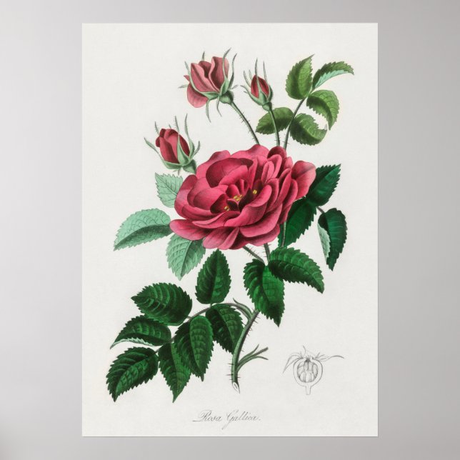 Vintage Flower Illustration Poster (Front)