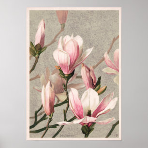 Vintage Flower Illustration Poster