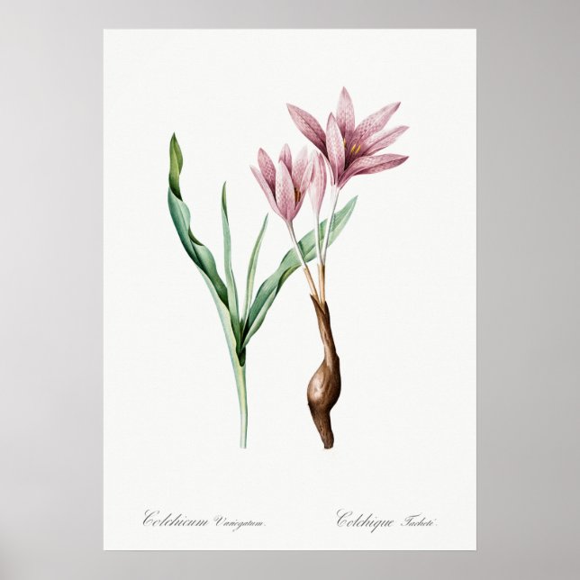 Vintage Flower Illustration Poster (Front)