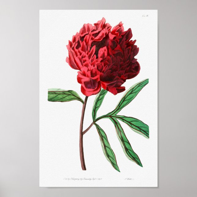 Vintage Flower Illustration Poster (Front)