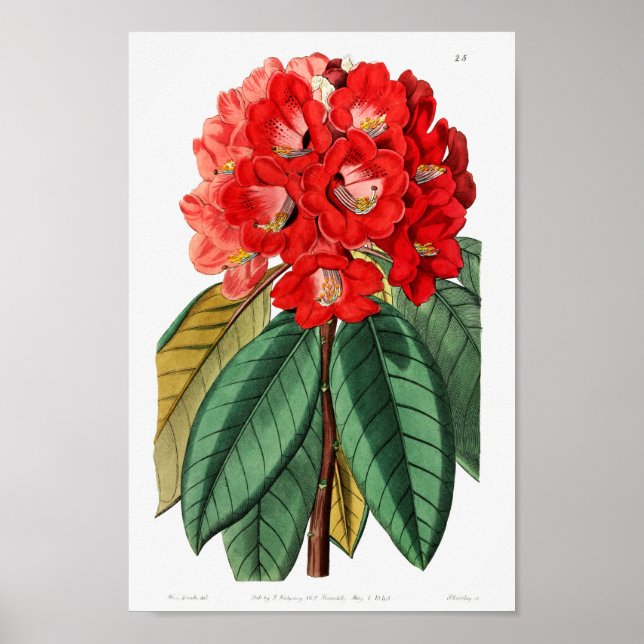 Vintage Flower Illustration Poster (Front)