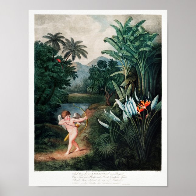 Vintage Flower Illustration Poster (Front)