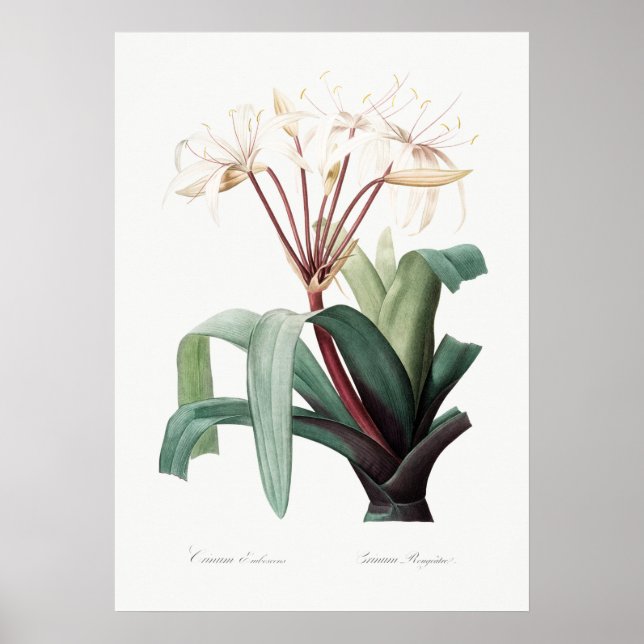 Vintage Flower Illustration Poster (Front)