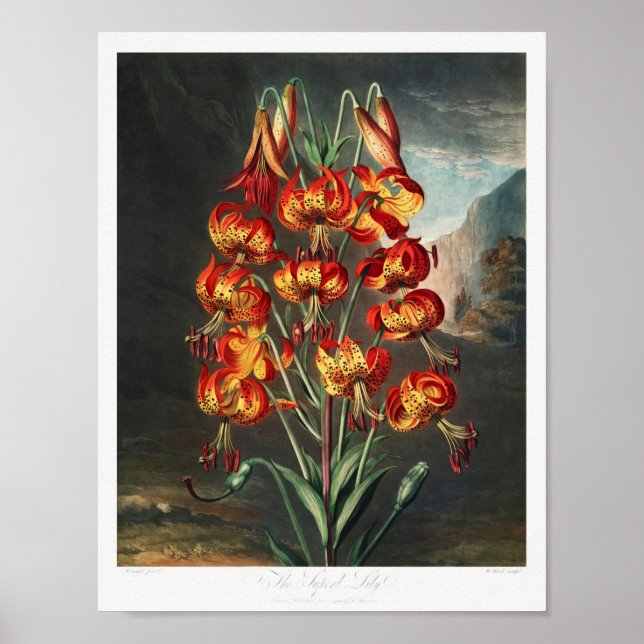 Vintage Flower Illustration Poster (Front)
