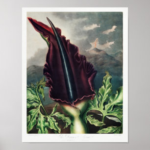 Vintage Flower Illustration Poster