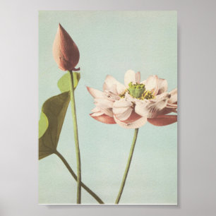 Vintage Flower Photograph Poster
