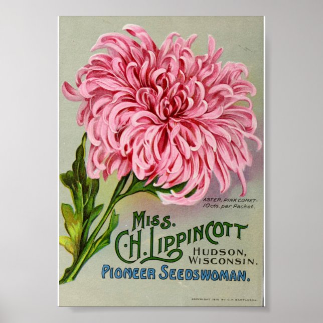 Vintage Flower Seed Packet ,Circa 1911 Poster (Front)
