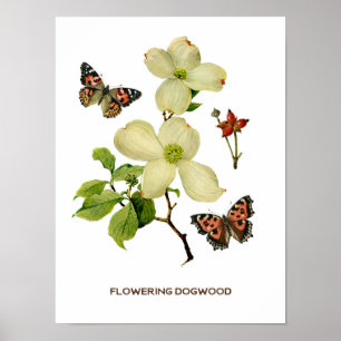 Vintage Flowering Dogwood Botanical Poster