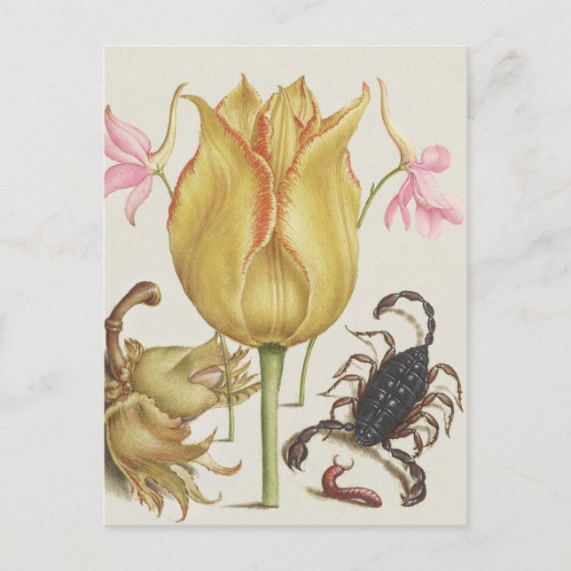 Vintage Flowers and Scorpian Postcard (Front)
