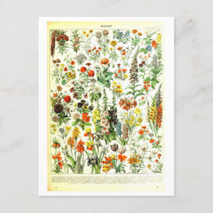 Vintage Flowers Botanical Illustration Postcard