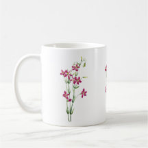Vintage Flowers - Centaurium by Mary Vaux Walcott