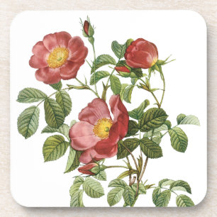 Vintage Flowers Floral Red Rose of Love by Redoute Coaster