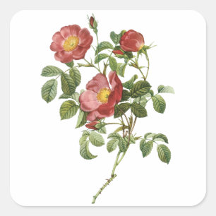 Vintage Flowers Floral Red Rose of Love by Redoute Square Sticker