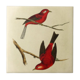 Vintage Flycatcher Bird Ceramic Tile