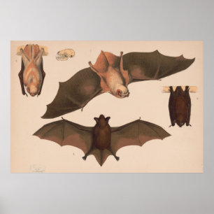 Vintage Flying Bat Illustration (1874) Poster