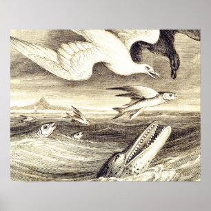 Vintage Flying Fish & Sea Bird Engraving - Custom Poster