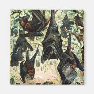 Vintage flying fox bat acadamia illustration magnet