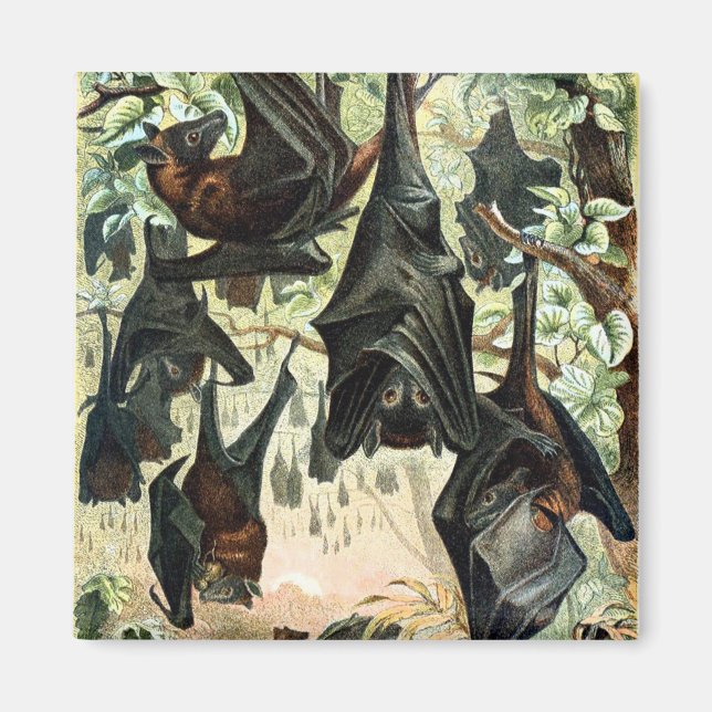 Vintage flying fox bat acadamia illustration  magnet (Front)