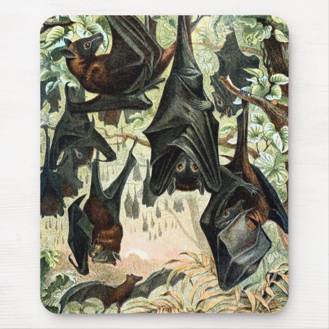 Vintage flying fox bat acadamia illustration  mouse pad (Front)