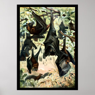 Vintage flying fox bat acadamia illustration poster