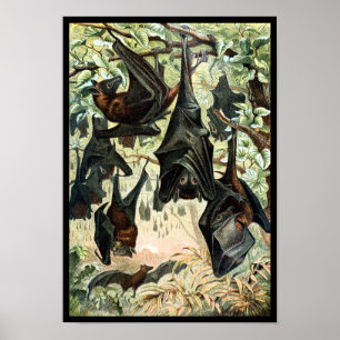 Vintage flying fox bat illustration poster