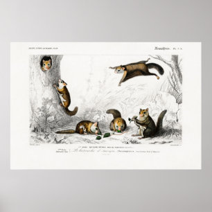Vintage Flying Squirrel Illustration Poster