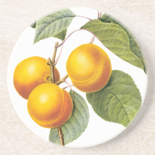 Vintage Food Fruit, Apricot Peach by Redoute Coaster