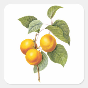 Vintage Food Fruit, Apricot Peach by Redoute Square Sticker