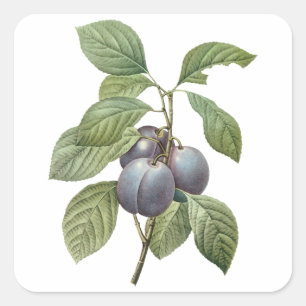 Vintage Food Fruit, Purple Garden Plums by Redoute Square Sticker