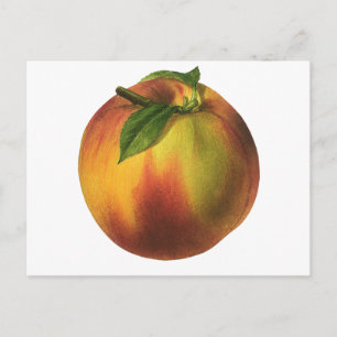 Vintage Food Fruit, Ripe Organic Peach with Leaf Postcard