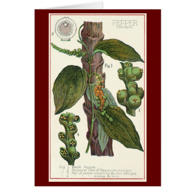 Vintage Food Herbs Spices, Black Pepper Plant (Front)