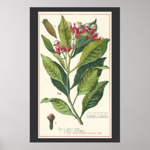 Vintage Food Herbs Spices, Cloves Plant Poster