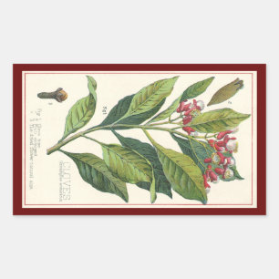 Vintage Food Herbs Spices, Cloves Plant Rectangular Sticker