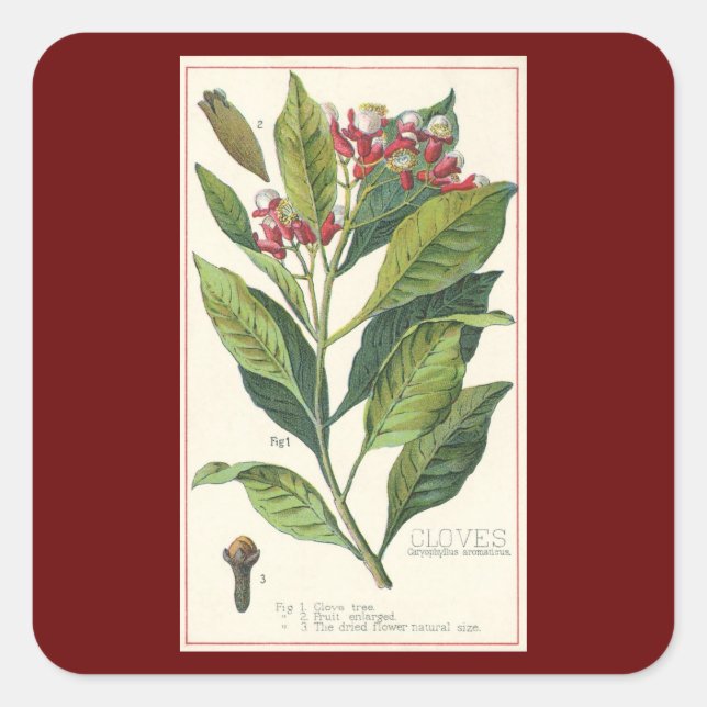 Vintage Food Herbs Spices, Cloves Plant Square Sticker (Front)