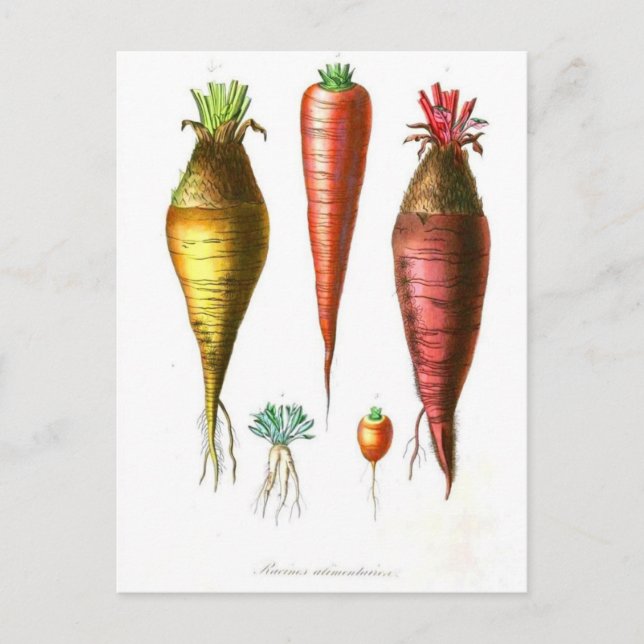 vintage food illustration french country carrot postcard (Front)