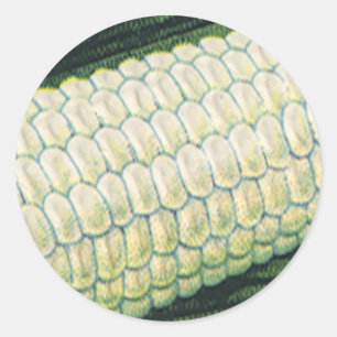Vintage Food Vegetables White Corn on the Cob Classic Round Sticker