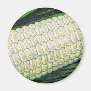 Vintage Food Vegetables White Corn on the Cob Magnet