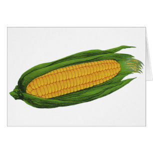 Vintage Food Vegetables; Yellow Corn on the Cob