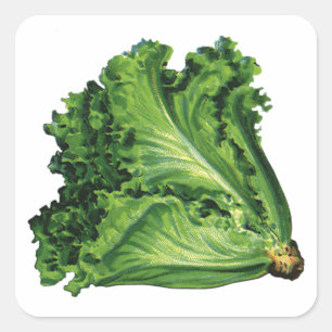 Vintage Foods, Green Leaf Lettuce Vegetables Square Sticker