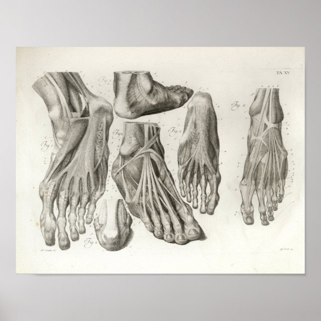 Vintage Foot Muscle Ligaments Anatomy Print 1716 (Front)