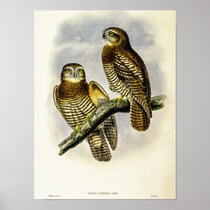Vintage Forbes’s Hawk-Owl by John Gould Poster