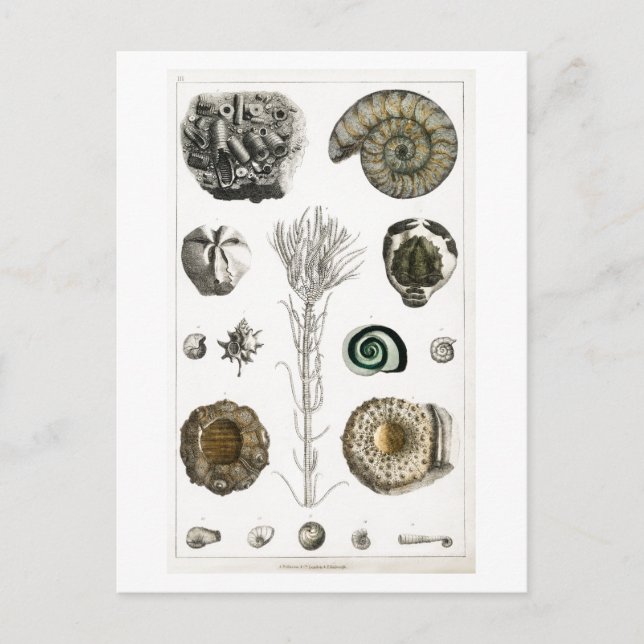 VINTAGE FOSSILS ANIMAL CHART POSTCARD (Front)