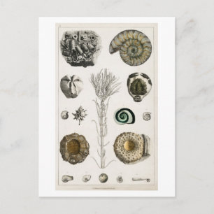 VINTAGE FOSSILS CHART POSTCARD