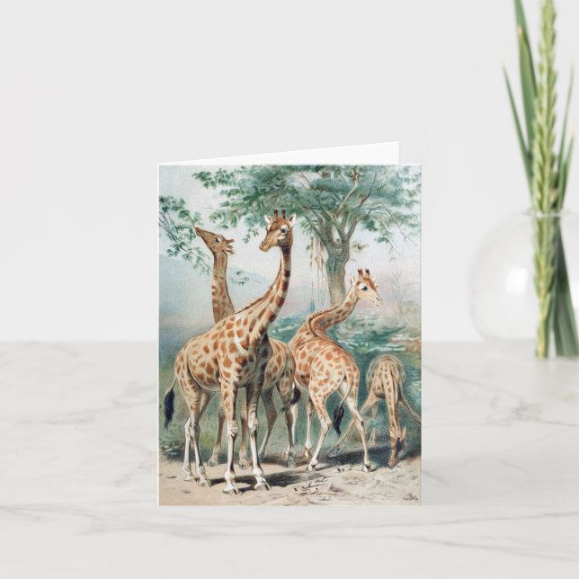 Vintage Four Giraffes 1900's Book Illustration Note Card (Front)