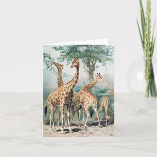 Vintage Four Giraffes Illustration Note Card