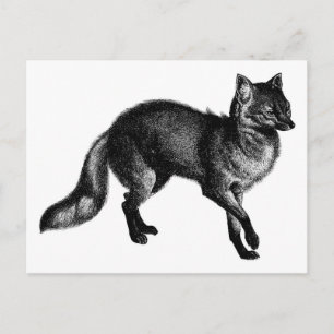 Vintage Fox Postcard